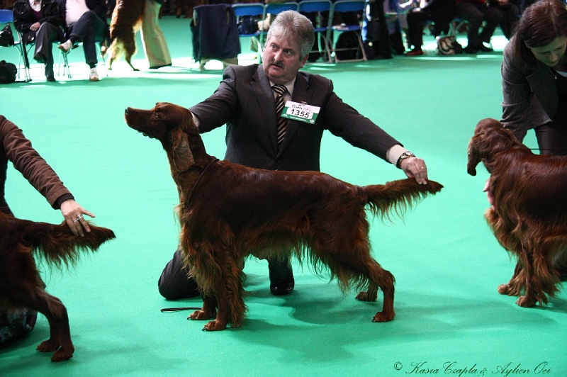 Crufts2011 644.jpg